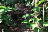 Limbah cair mencemari lingkungan Desa Sukanagara, Kecamatan Tanjungjaya, Kabupaten Tasikmalaya, Rabu (7/5/2026). (Istimewa).