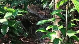 Limbah cair mencemari lingkungan Desa Sukanagara, Kecamatan Tanjungjaya, Kabupaten Tasikmalaya, Rabu (7/5/2026). (Istimewa).