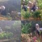 Gambar: penanaman pohon di area sekolah SDN Palalangon desa pasir jaya kecamatan Cigombong kabupaten Bogor Jawa Barat, Minggu 21 Juni 2026//jabar.newsline.id//